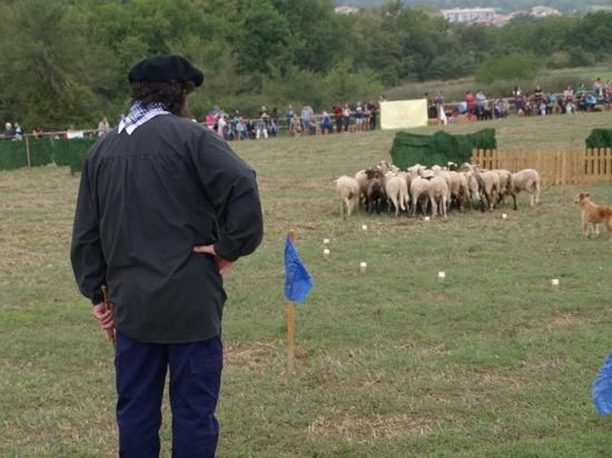 Concurs de gossos d''atura de Castellterçol