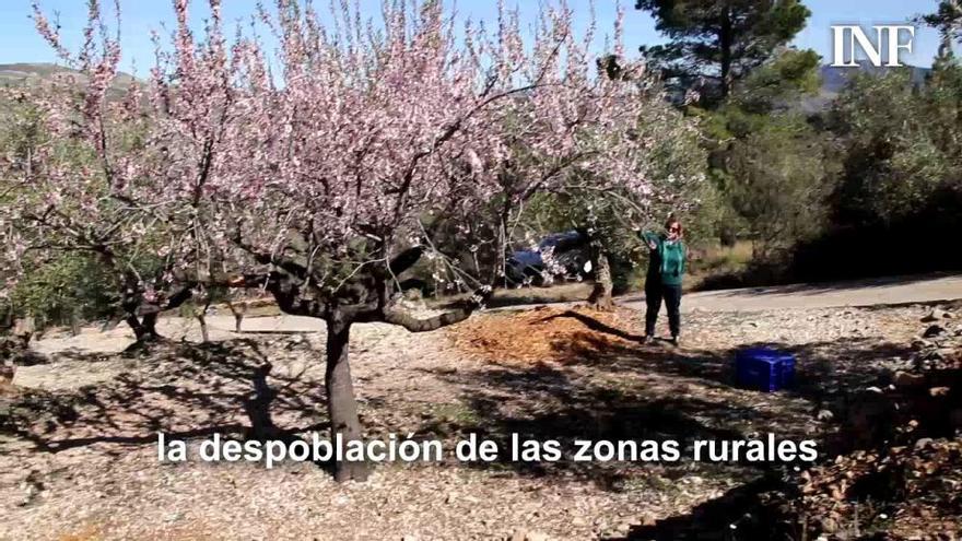 Un agricultor afectado por el plan de erradicación de la Xylella: «Están arrancando mi medio de vida»