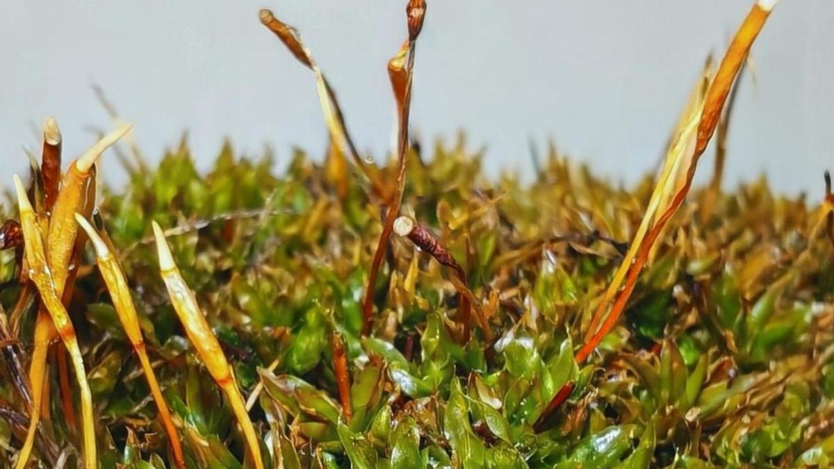 Descubren una especie de musgo exclusiva de la Región de Murcia