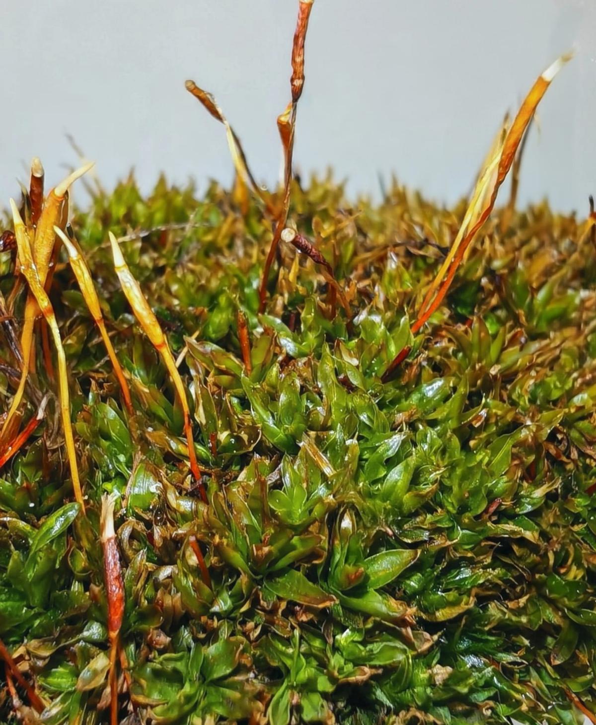 Musgo 'tortula murciana'