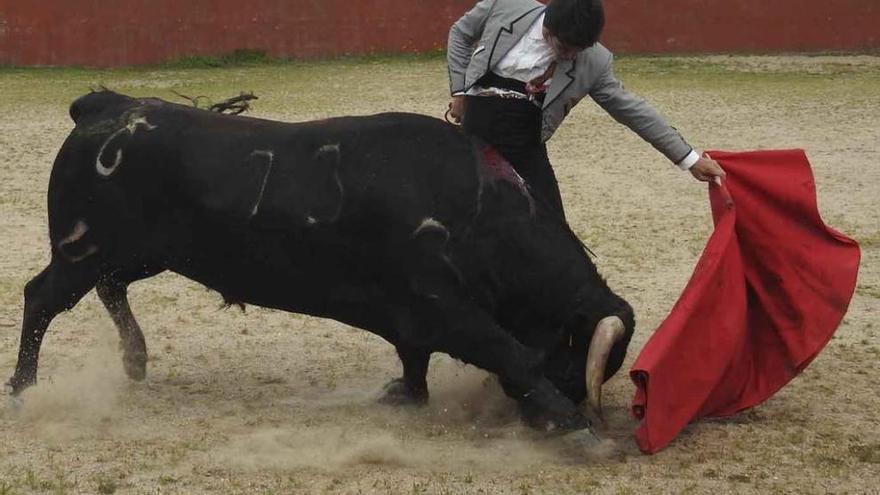 Alberto Durán se estira en un magnífico natural en medio del campo charro.