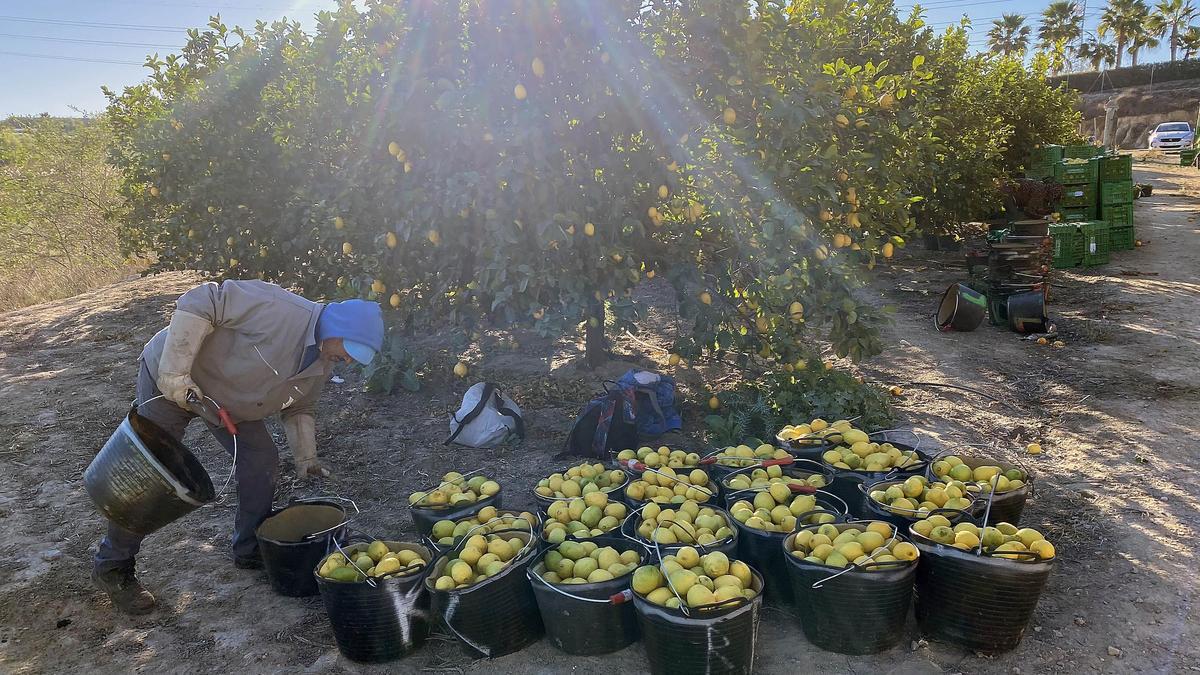 Recolección de limones esta semana en un campo de Torremendo en Orihuela, donde la mayor parte de ellos irá para la industria.