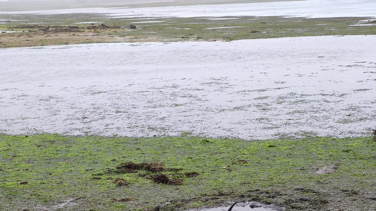 El delfín varado con la marea baja en A Revolta