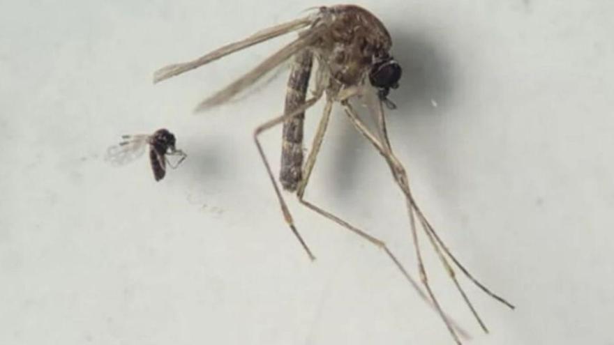 Insecto jején ‘Culicoides paraensis’ (el más pequeño en la foto) y ‘Culex quinquefasciatus’ (el más grande). |   // BRUNA LAIS SENA