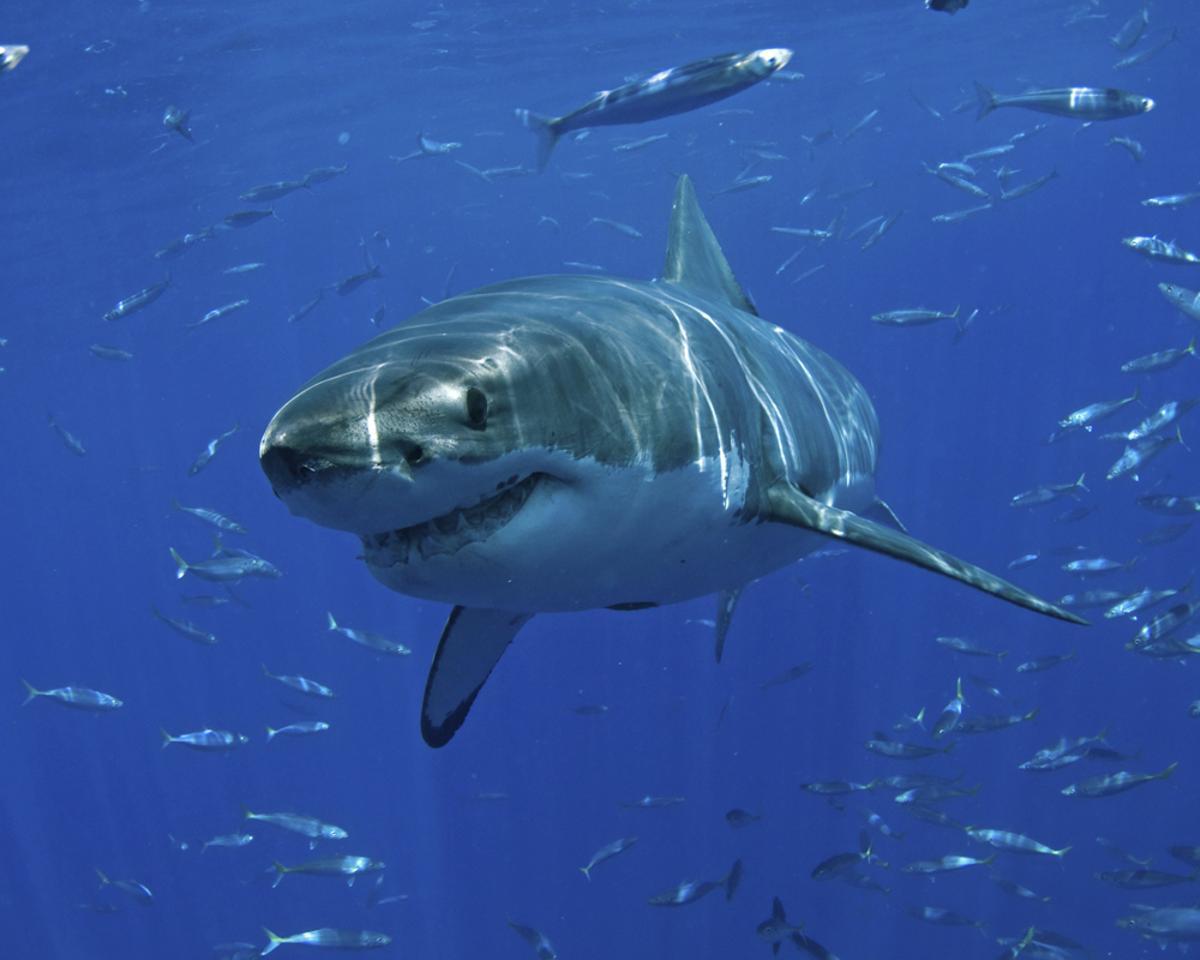 Tiburón blanco (Carcharodon carcharias)