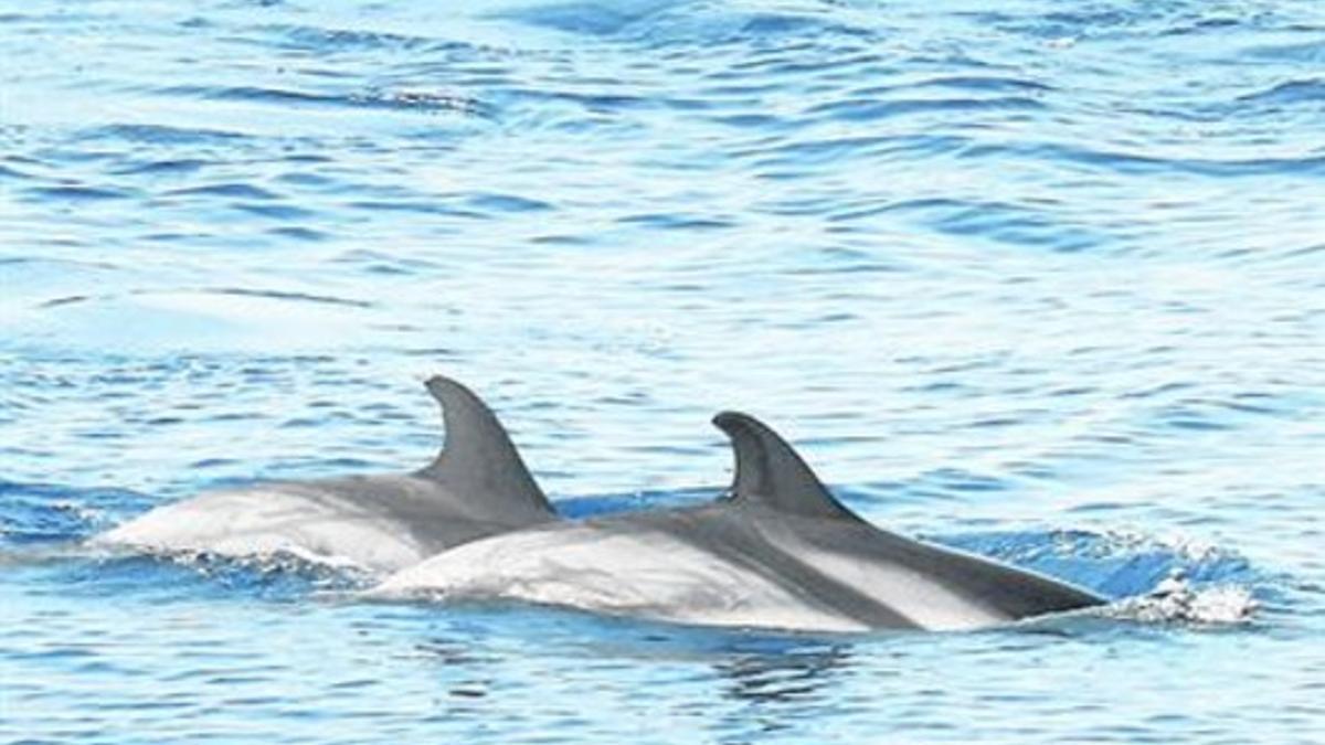 Delfines listados avistados en una ruta Palma de Mallorca-Barcelona.