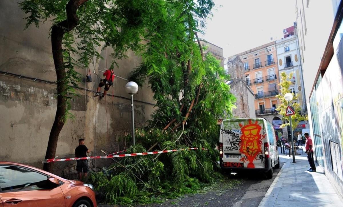 zentauroepp44919484 un  rbol despu s de la tormenta en el barrio raval de barcel180906122636