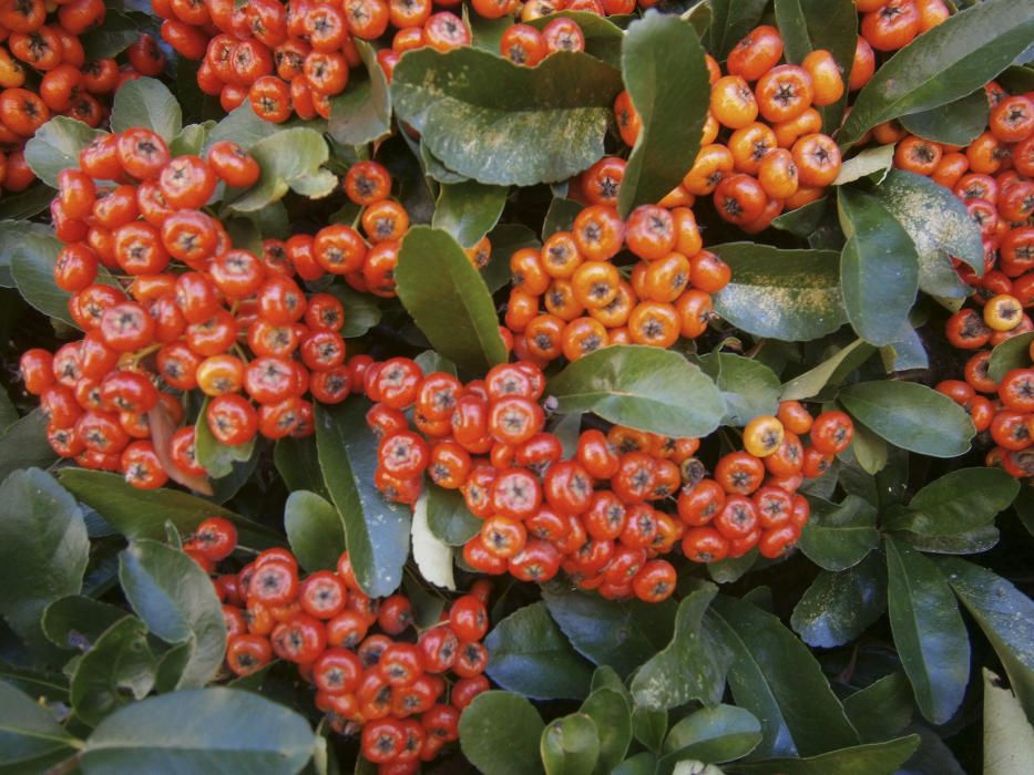 ‘Pyracantha coccinea’. Espinaler, espí, espino de fuego... De la família de les rosàcies. Té uns magnífics penjolls de fruits de tons vius, que van del groc al vermell, passant pel taronja. Abans han estat poms farcits de petites flors blanques.