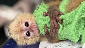 Una cria de la especie de simios.