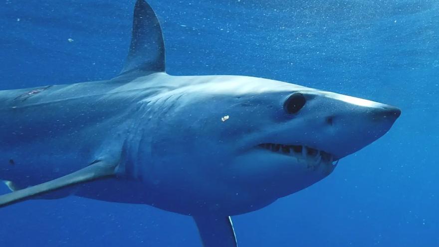 El impactante ataque de un tiburón a un calderón en aguas de Canarias