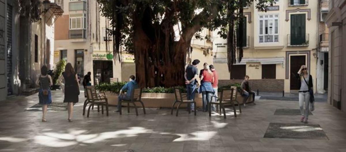 El ficus de la plaza del Teatro, rodeado de bancos.