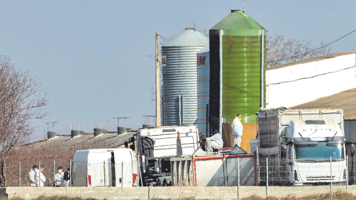 Una granja de Arbeca (Lleida) en la que se secrificaron 87.000 pavos y codornices en marzo de 2023 tras detectarse un foco de gripe aviar del tipo H5N1.