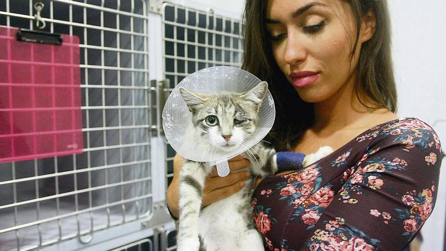 Beatriz Domínguez, muestra a dos gatos que fueron rescatados por DAZ, tras ser abandonados en la calle heridos.