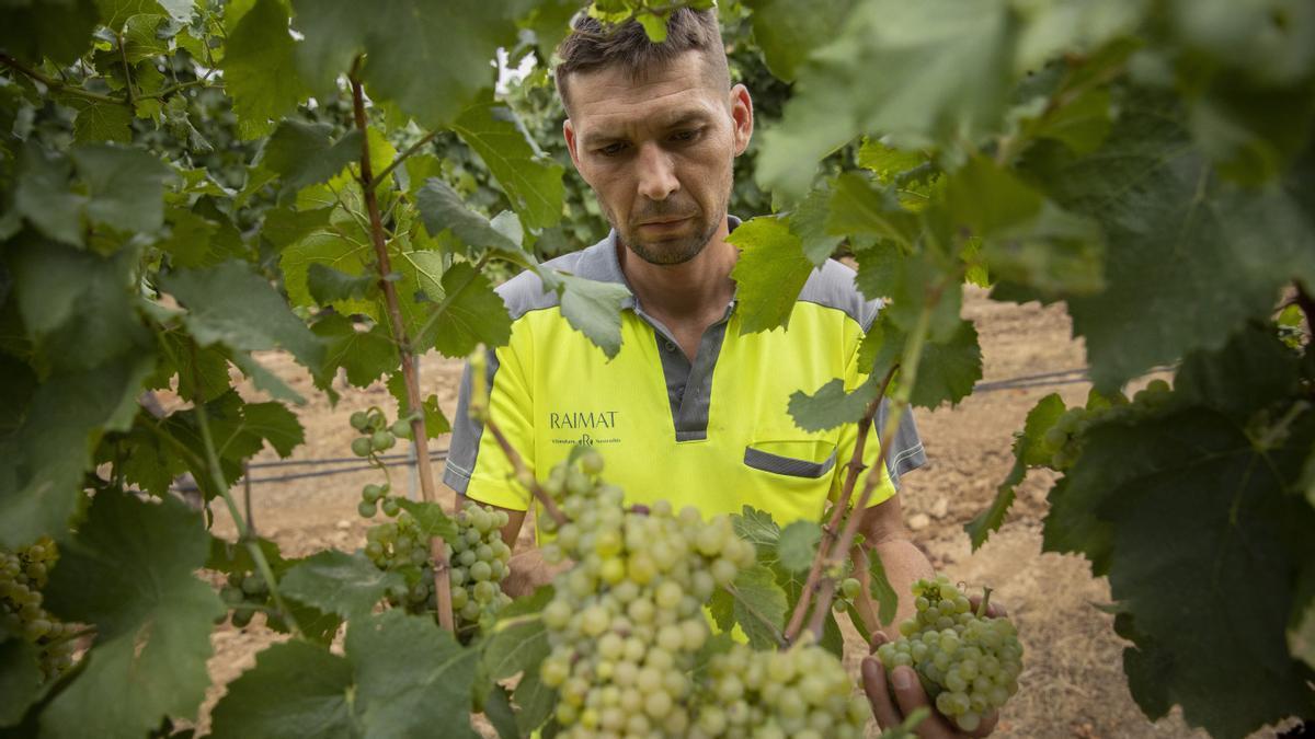 Raimat empieza la vendimia más temprana de su historia.