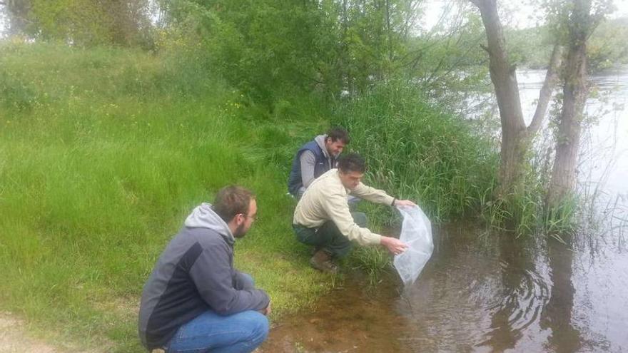 Repoblación de truchas en un río de Zamora por un agente medioambiental.