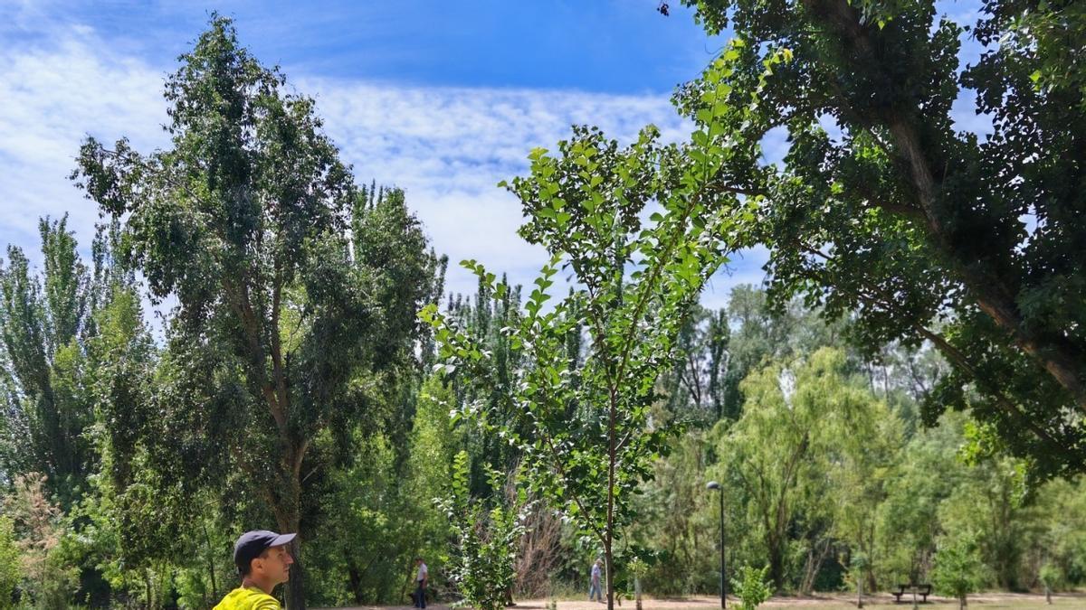 MEDIO AMBIENTE | Zamora se suma a la recuperación del olmo ibérico, muy debilitado en toda España por la grafiosis