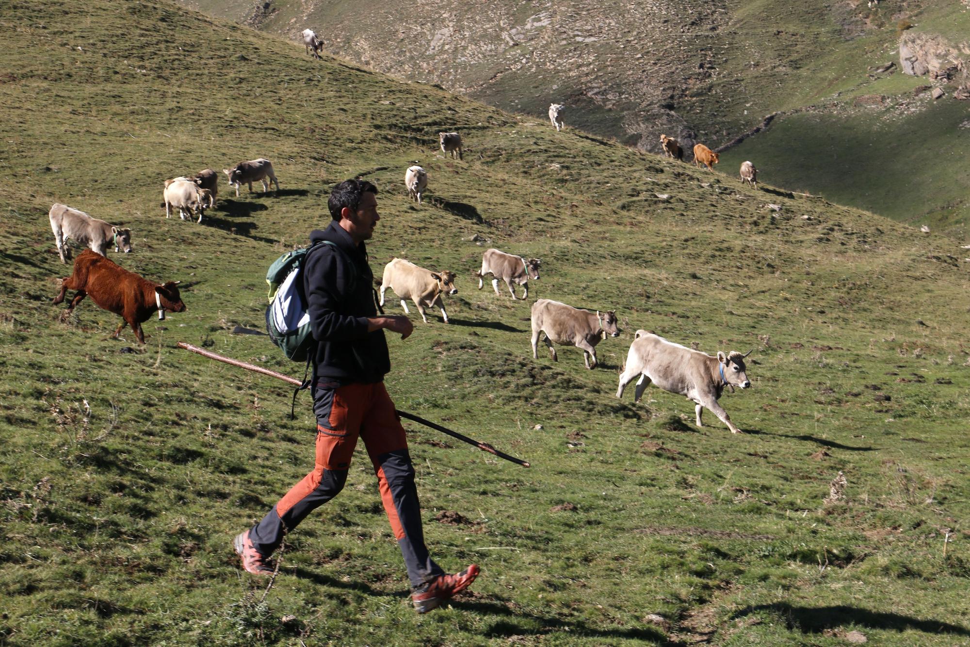 Vaquers del Berguedà, Cerdanya i el Solsonès recullen el seu bestiar de la muntanya