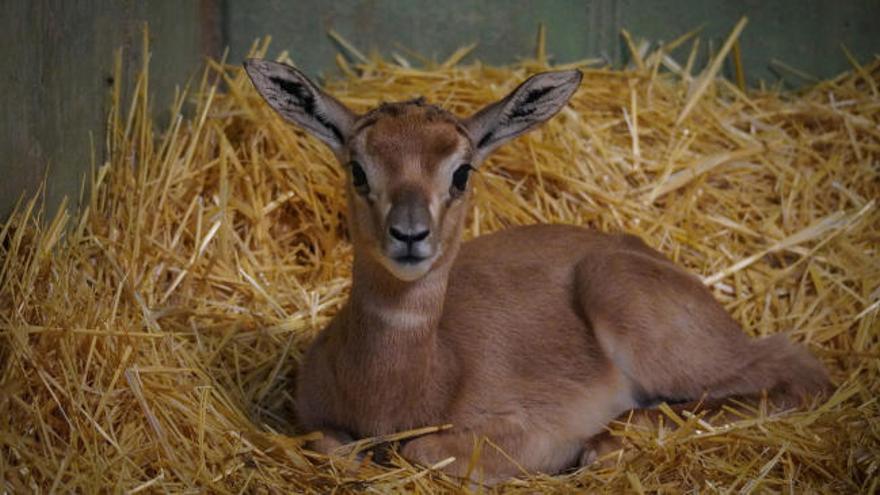 Nace una gacela Mhorr, especie extinta en Bioparc