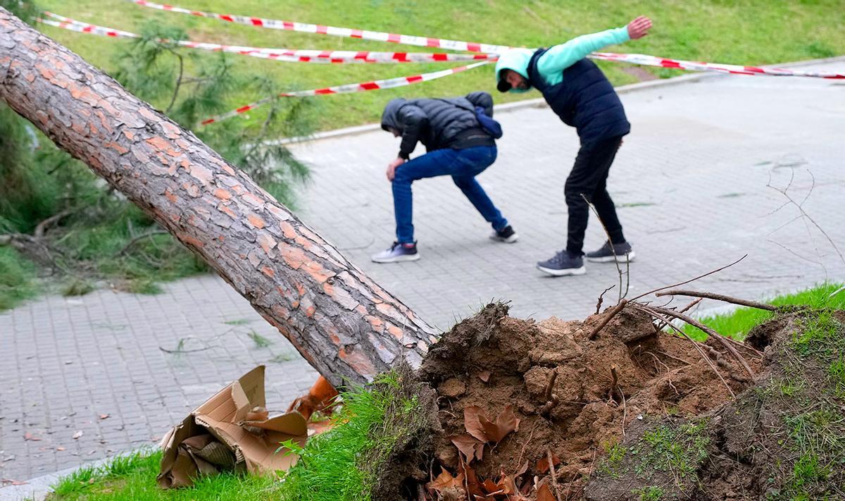 Un árbol caído por los fuertes vientos.