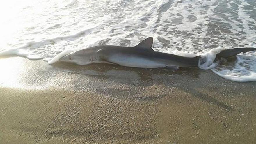 Imagen del tiburón que se puso de parto en la playa de El Castillo de Fuengirola.