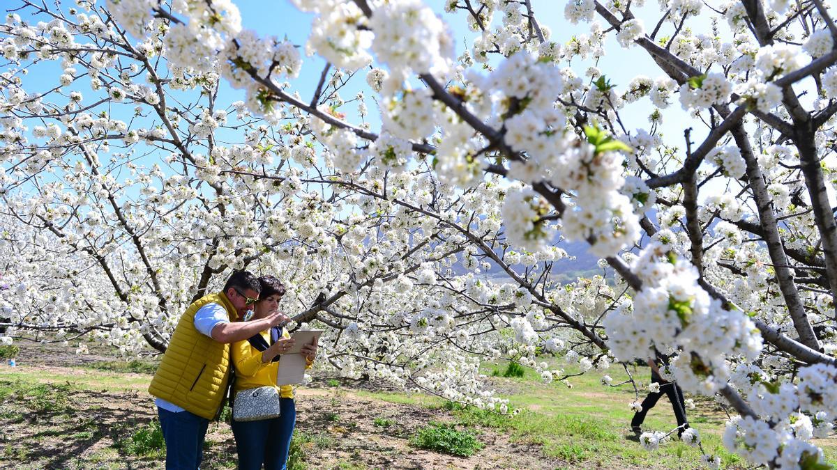 Cerezo en Flor. Todo el Valle del Jerte se llena de cerezos florecidos en un espectacular acontecimiento.