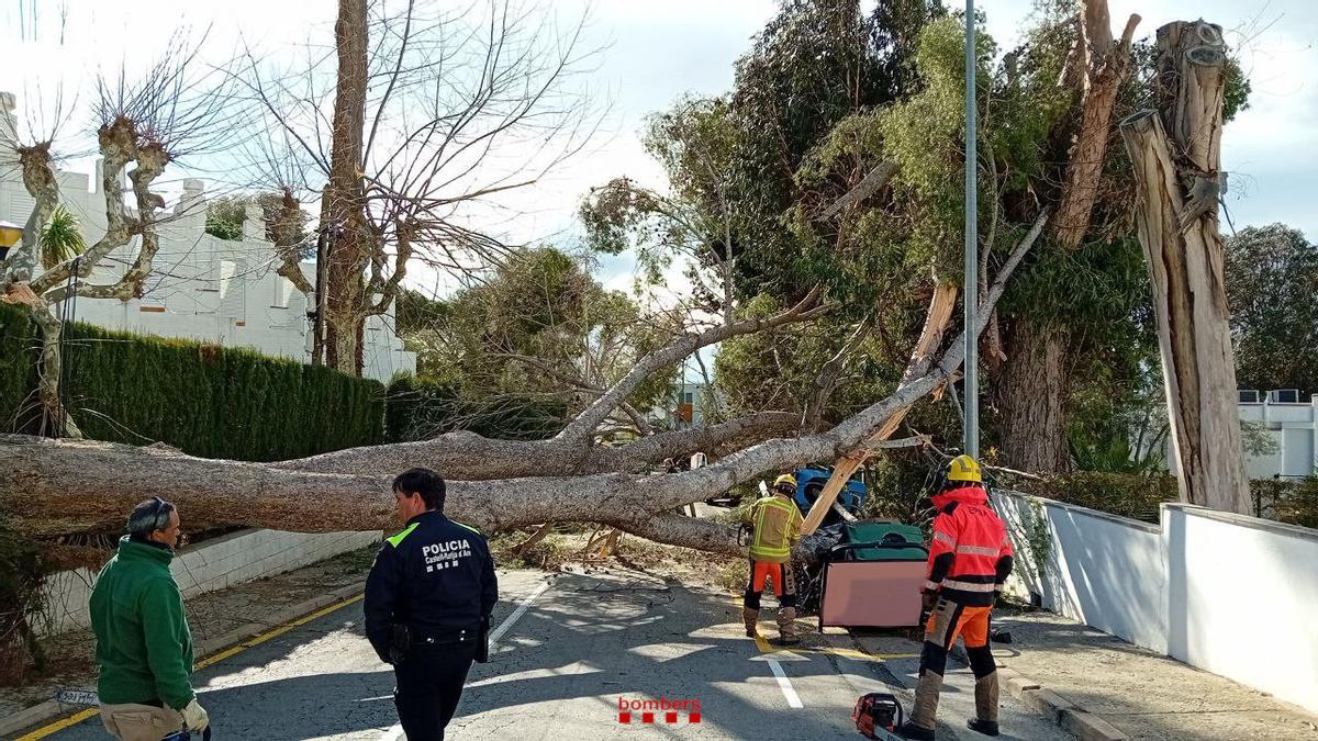 L'arbre que ha caigut a l'avinguda Politur de Platja d'Aro