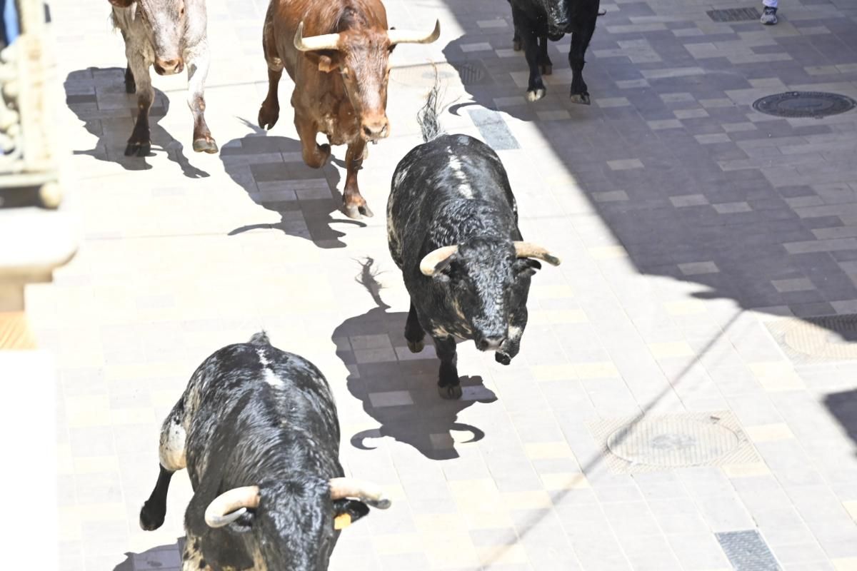 Galería | Almassora vibra con el encierro de cerriles de Gerardo Ortega
