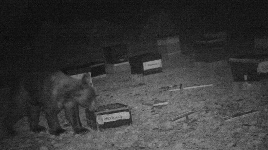 Secuencia fotográfica de la aparición del oso en el colmenar de Isidro Bordel, recogida por el propio apicultor.