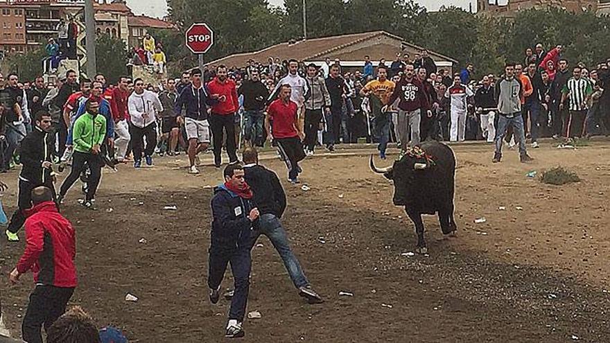 El jurado declara nulo el torneo del Toro de la Vega en su edición más crispada