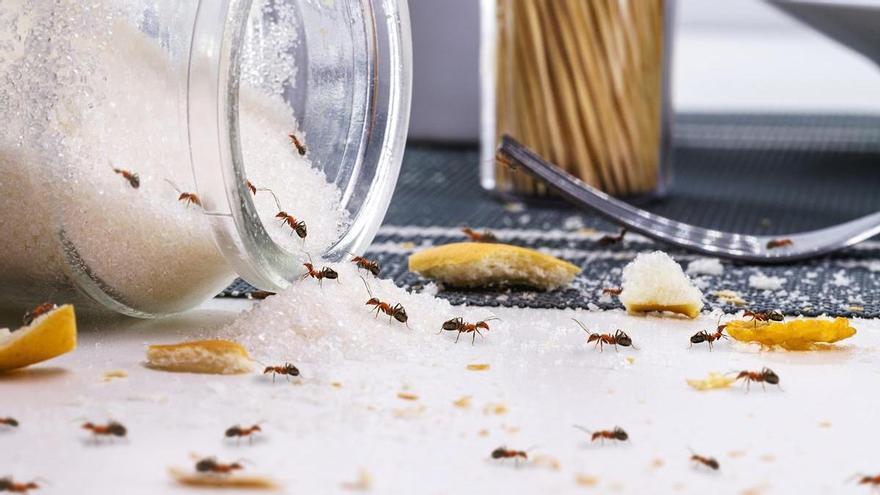 El preparado mágico para acabar con los bichitos de tu cocina