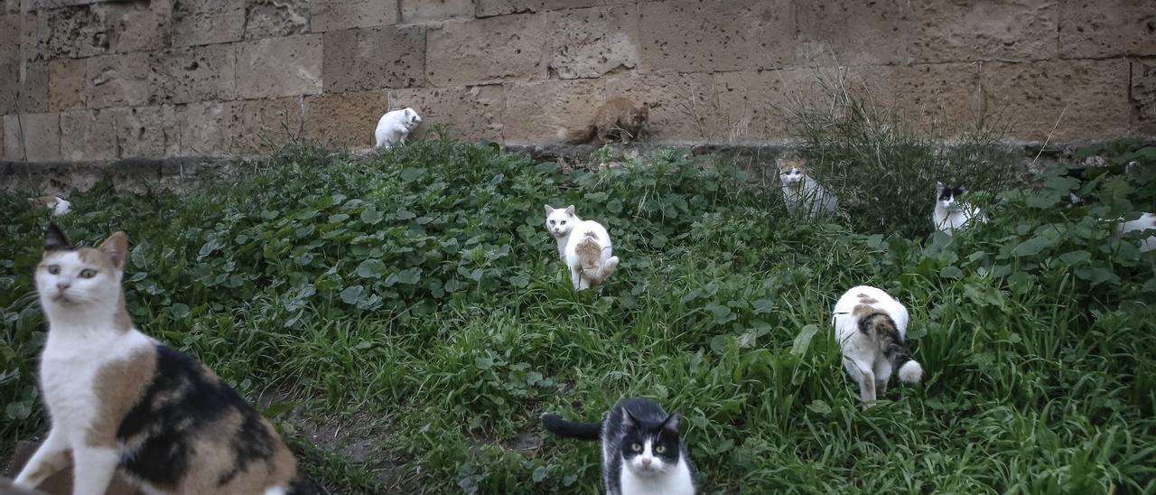 Un grupo de gatos callejeros.