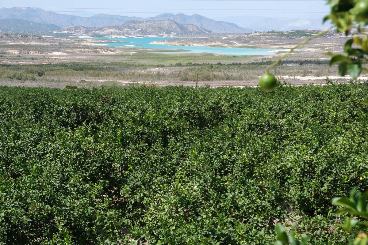 Limoneros en primer plano. Al fondo el embalse de La Pedrera en Orihuela
