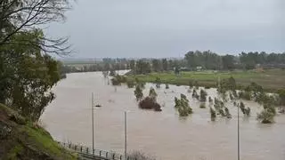 En directo |  Desalojo voluntario en Gévora, Novelda y Sagrajas ante el riesgo de incomunicación por crecida prevista de madrugada