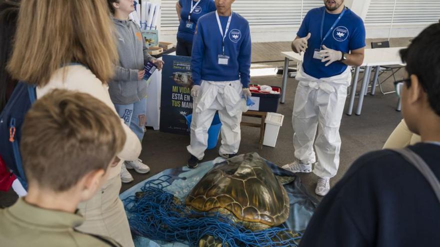 Taller sobre les tortugues a càrrec de l’Oceanogràfic.