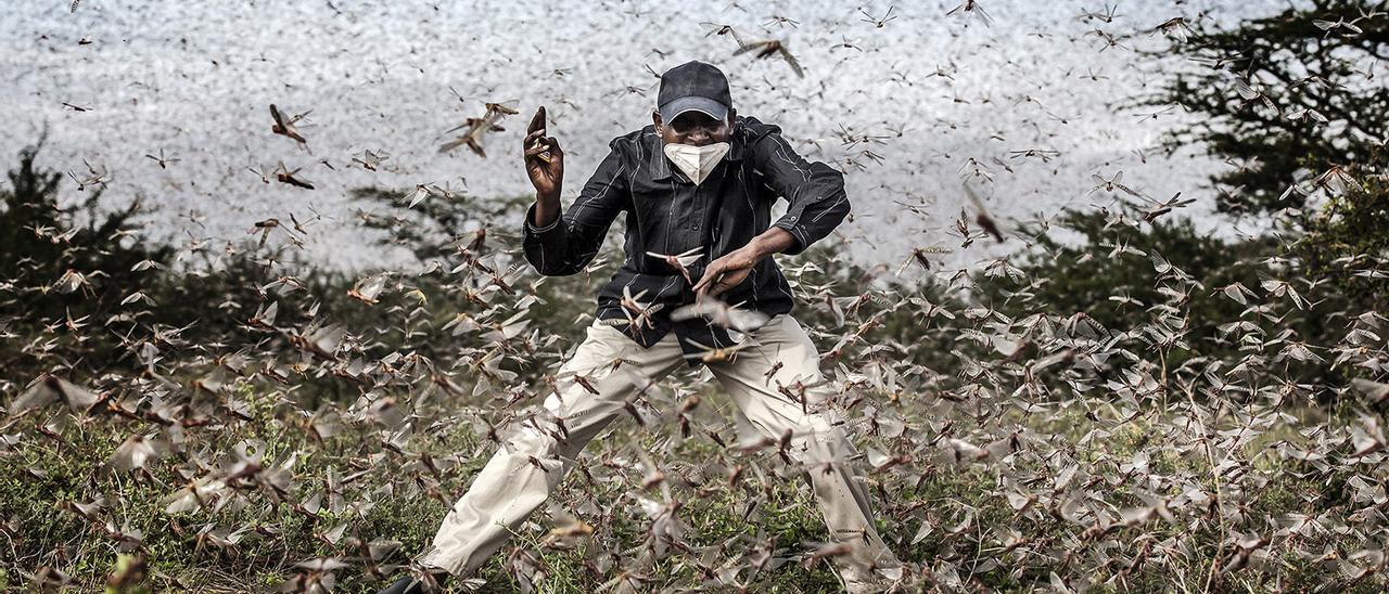 Un hombre en medio de una nube de langostas en Kenia en 2020