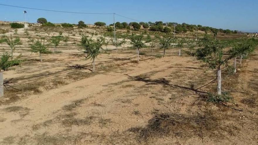 Nuevas plantaciones de almendro dentro de la ZEPA El Valle y Sierras de Altaona y Escalona.