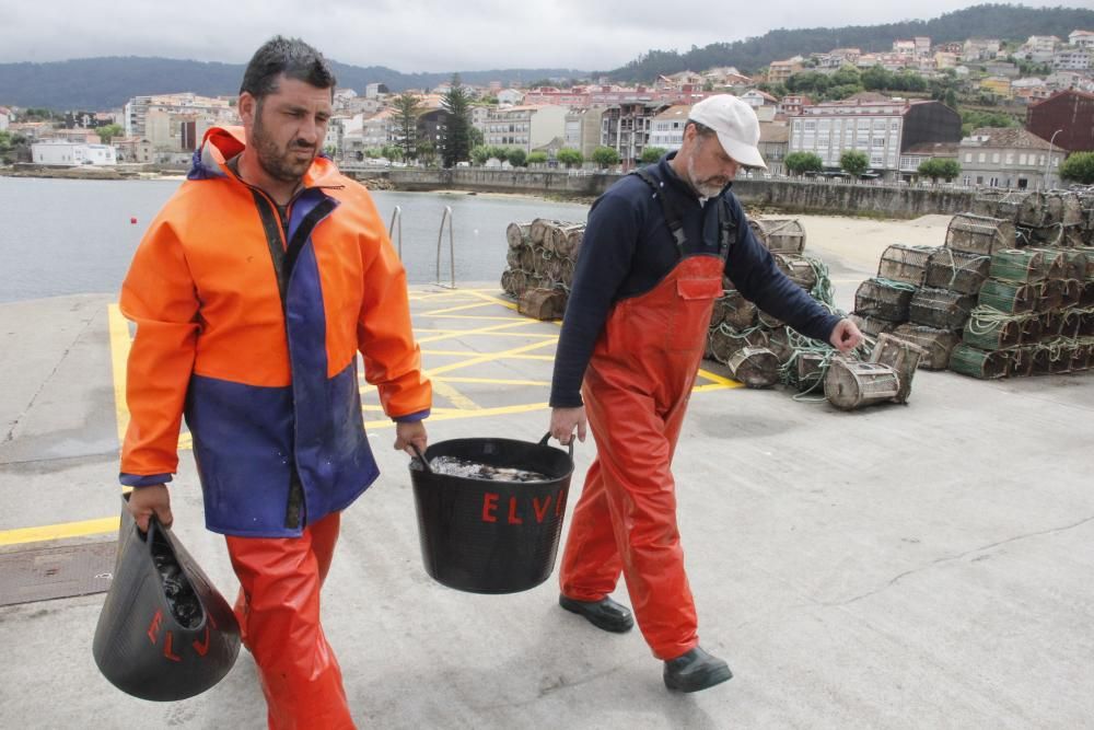 Las primeras descargas de pulpo en el puerto de Bueu // Santos Álvarez