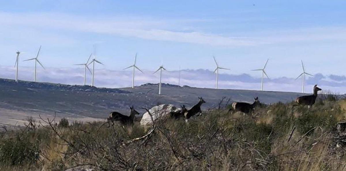 Ciervos con  los molinos eólicos de la sierra de Ferreruela de Tábara al fondo.  | CH.