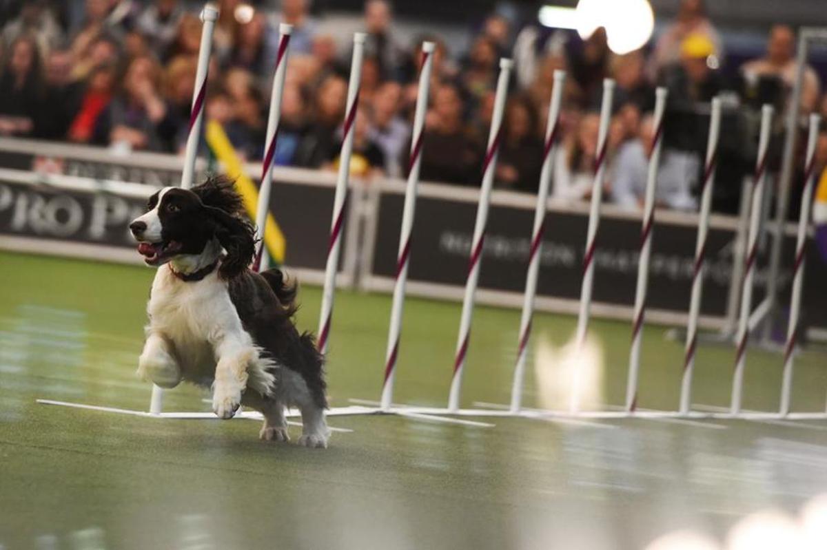 El Westminster Kennel Club, un dels shows de gossos de raça més importants del món