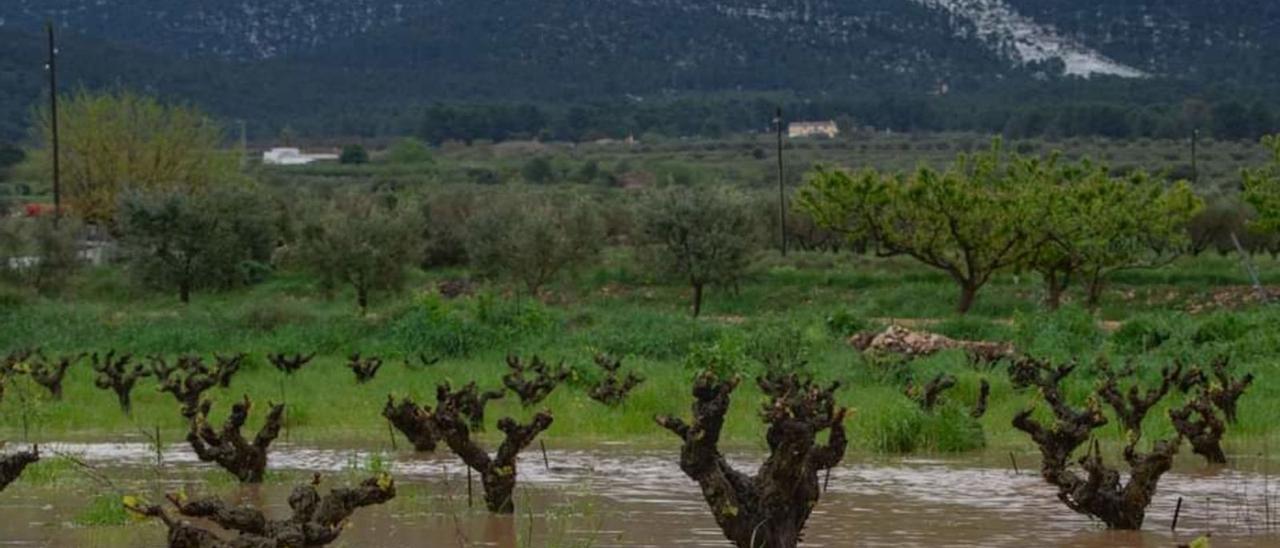 Un viñedo anegado por la lluvia del pasado lunes en Fontanars dels Alforins. | PEPE GANDIA