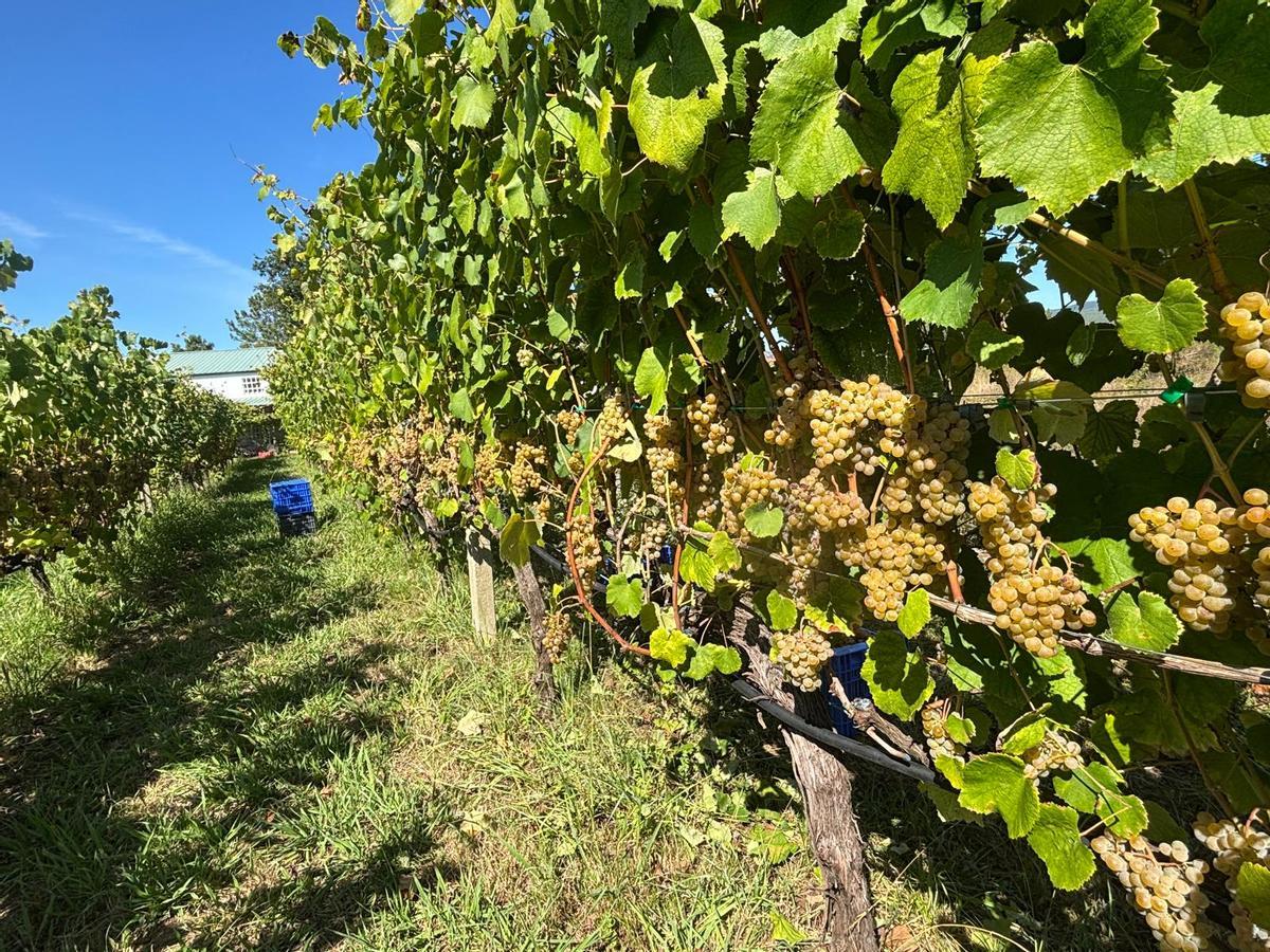 Los viñedos de Bodegas Castellum Augusti.