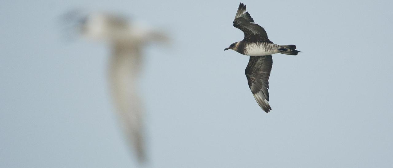 Págalo parásito, una de las especie sobservadas desde el faro de Buenavista del Norte