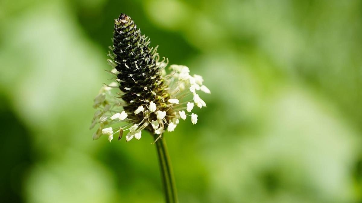 PLANTAGO ALERGIA | Todo lo que debes saber sobre la alergia al plantago