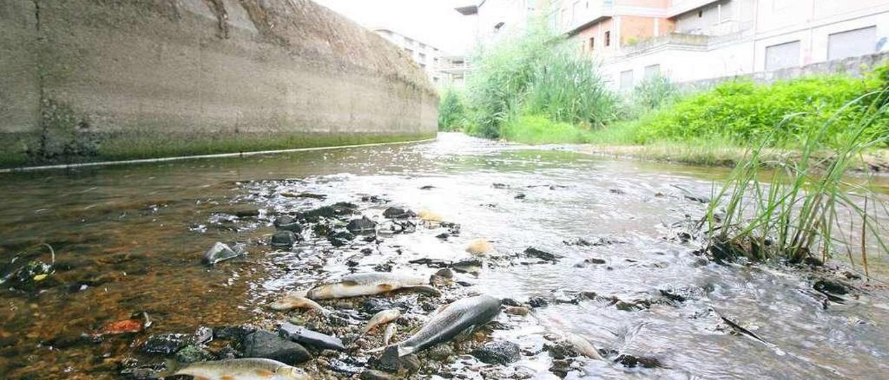 Varios ejemplares de peces muertos por el vertido tóxico de junio de 2009. // Jesús Regal