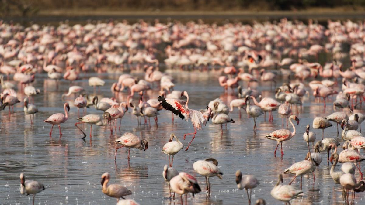 Bandada de flamencos rosas.
