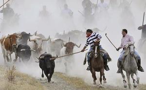 Diversos cavallistes condueixen una manada durant el recorregut campestre d’un dels ’encierros’ de les festes de Nuestra Señora del Rosario, a Cuéllar (Segòvia).