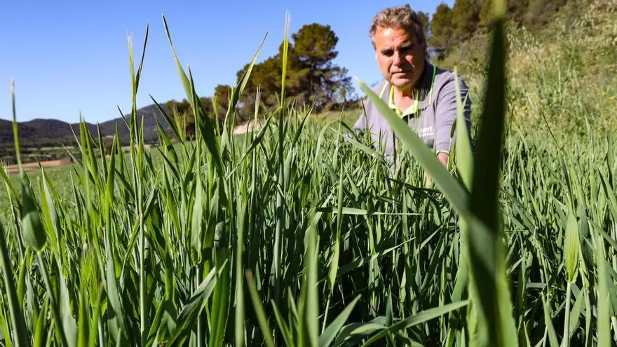 Alicante vuelve a tener granos