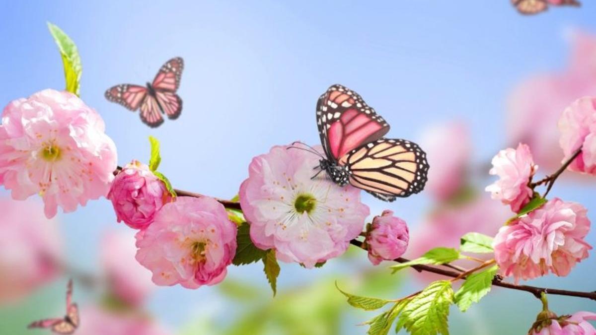 primavera-mariposas