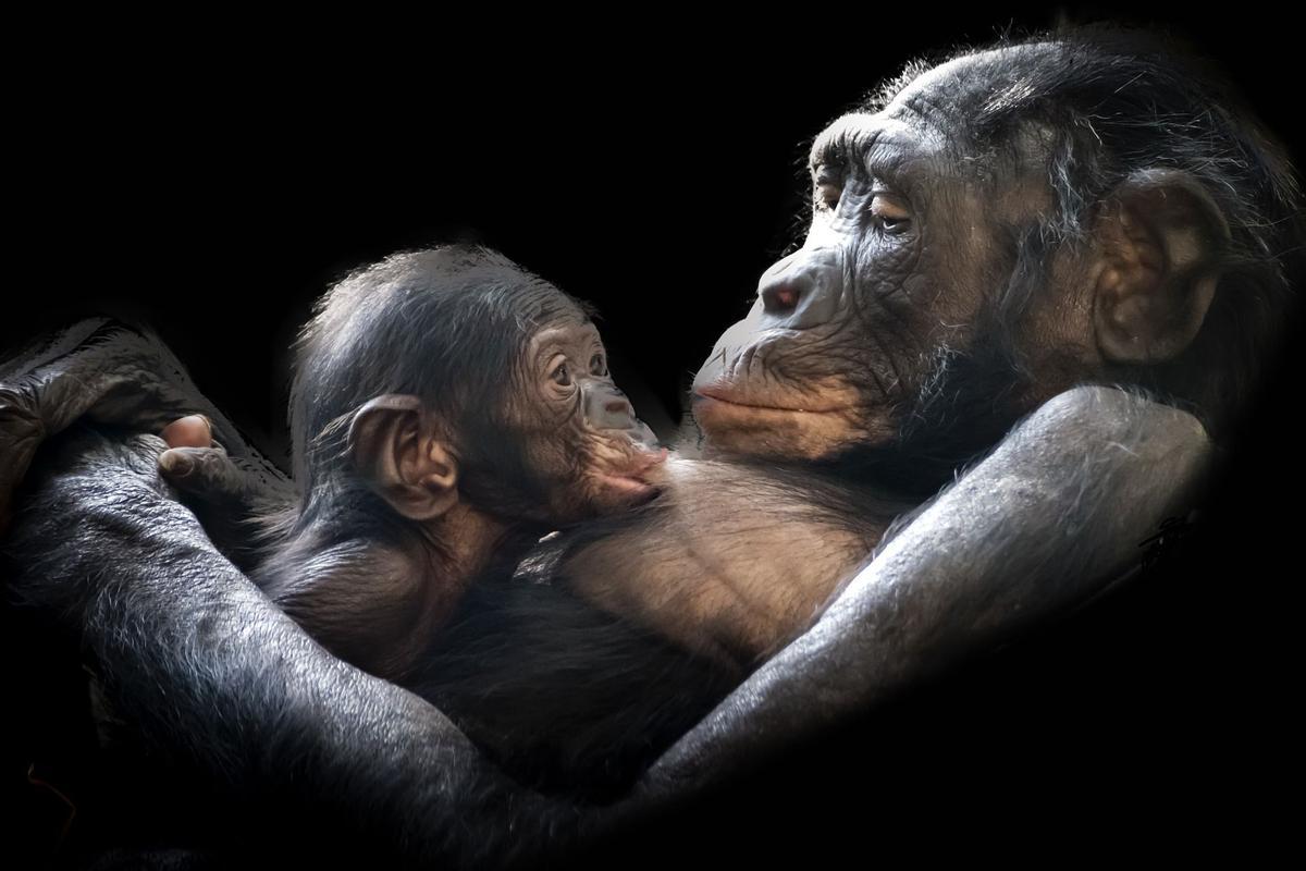 Una hembra de chimpancé y su cría