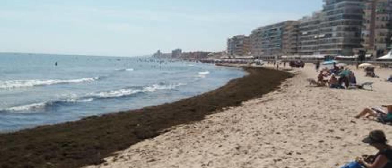 La barrera de algas imposibilita el acceso al mar.